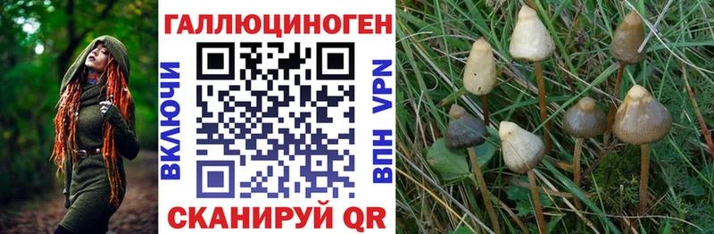 Псилоцибиновые грибы Psilocybine cubensis  Руза 